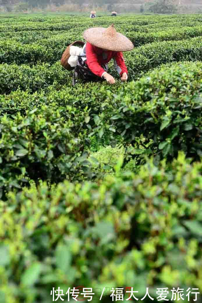 金顶 杜鹃 采茶女的混搭之旅|再上峨眉| 采茶