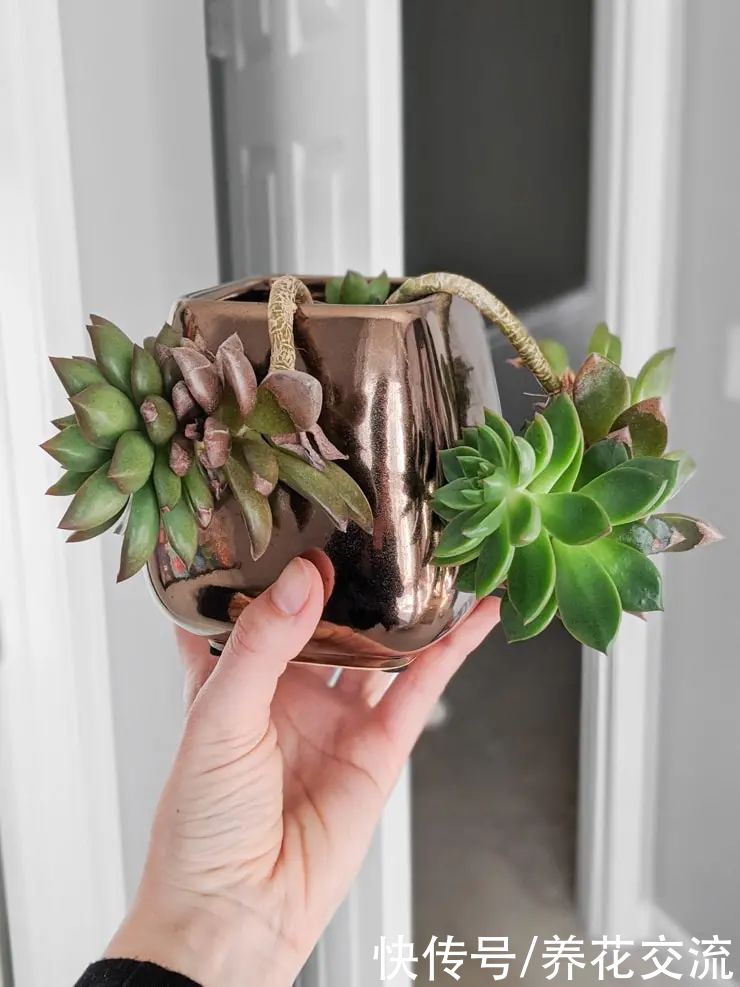 玉树|新手养好盆栽多肉的几个秘诀，选些好养的品种也是极其关键的