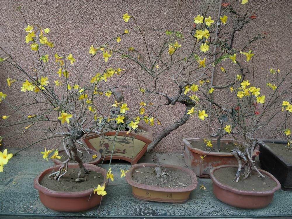  家中|苏派盆景极具名气，这6种盆景做法精妙、极具自然之感，价值高