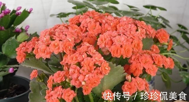 长寿花不能一盆栽多棵!因为难养好,想要一盆多色只有一个方法!