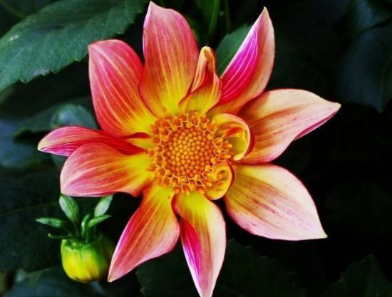 4种花漂亮不输牡丹,可盆栽种植,四季开花,很值得拥有