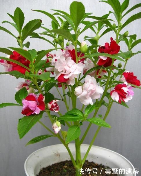 修剪|6种“漂亮花”,开完花别修剪,长满黑种子,第二年有惊喜