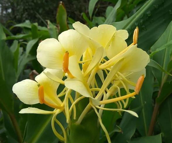 喜欢菊花 不如养盆 珍品名花 黄姜花 花形典雅 气味芬芳 快资讯