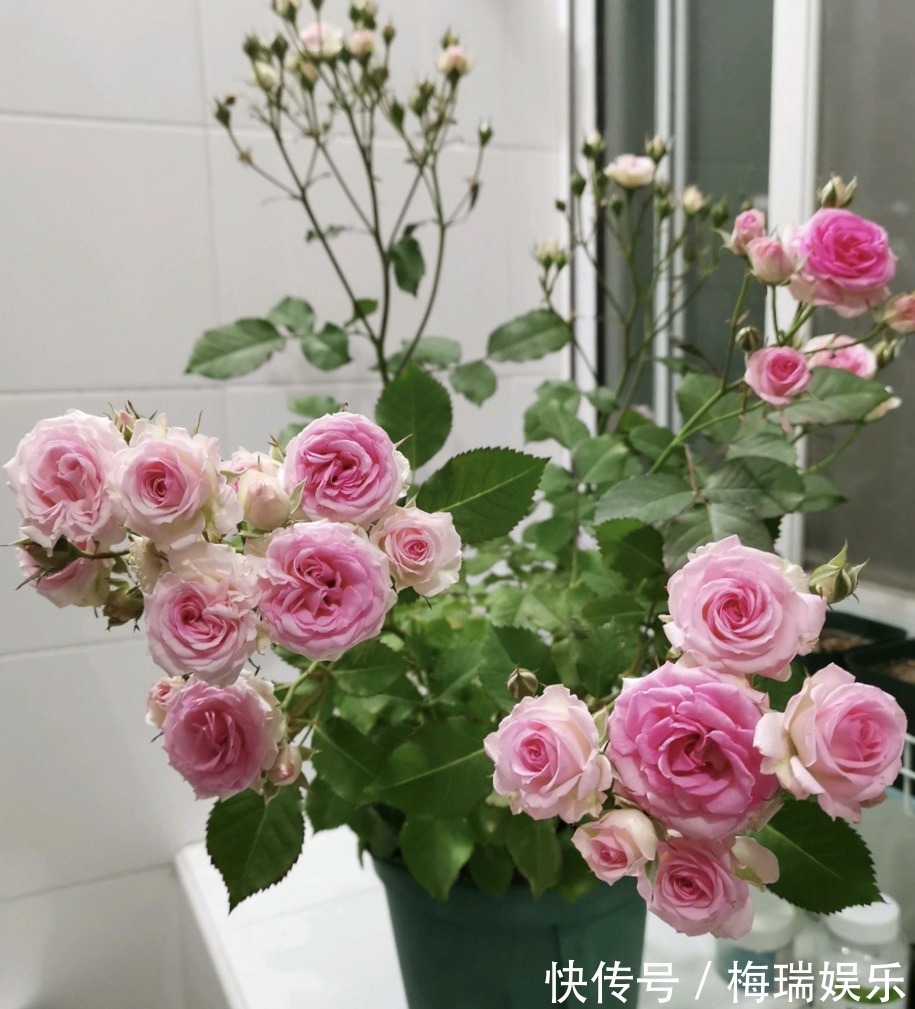 叶片|“塑料瓶”竟是养花神器,学会“4种”用法,一生受用、养花旺