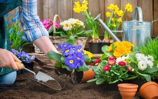 养花|老人常说:男人养花不是“娘”就是懒,你认同这句话吗?