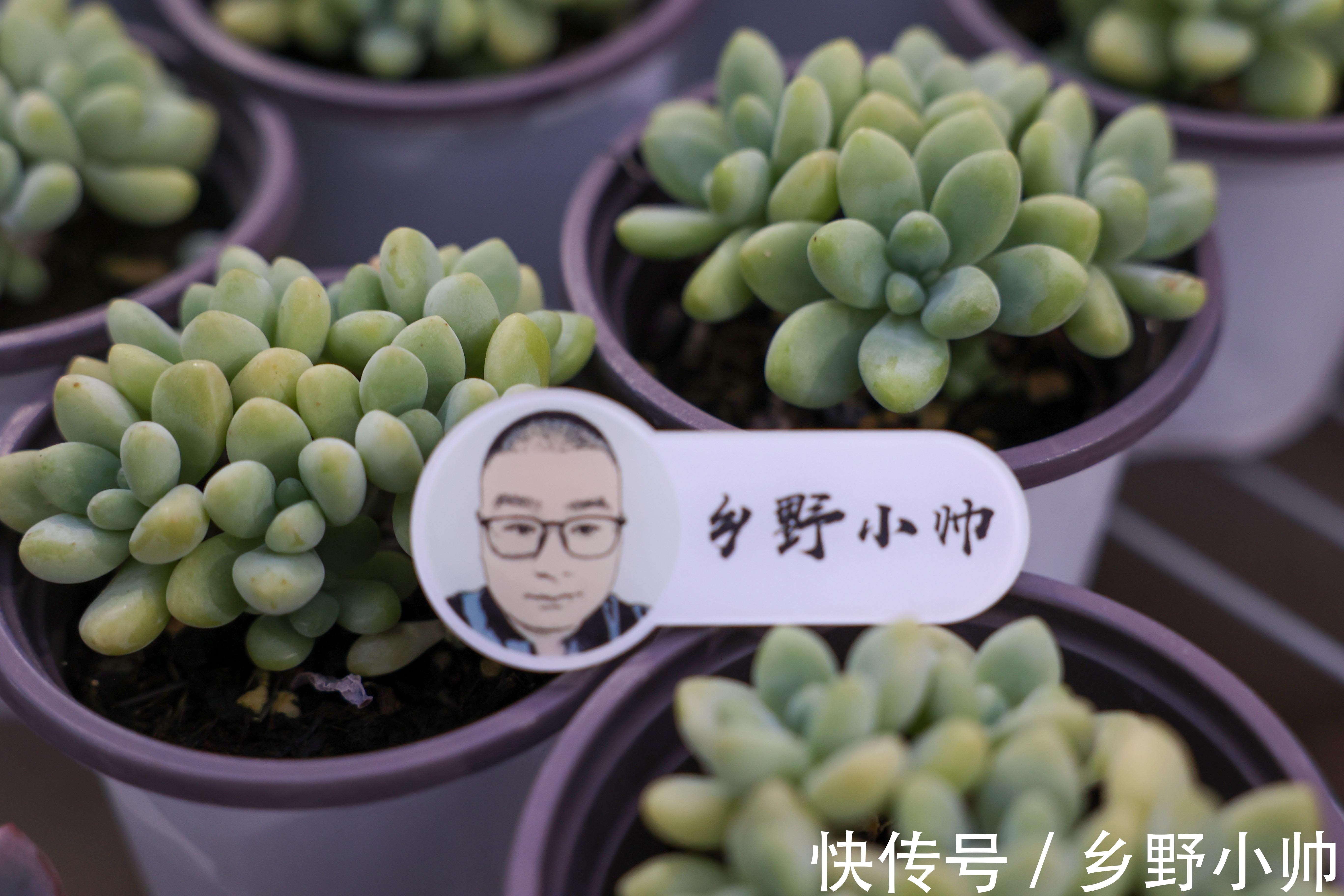 秋季不断更，小帅介绍两款高颜值多肉，惊喜多多