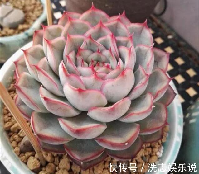 多肉想美，全靠浇水！教你详细攻略，又美又胖，还不长虫