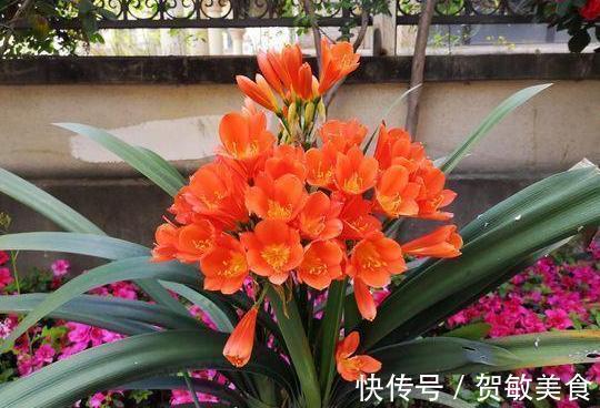 花肥|养花就用它做花肥,半年追加一次,比柳枝水、阿司匹林实用