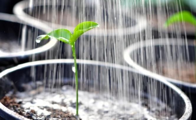 给花草进行卫生大扫除，就用3个方法，干干净净过大年