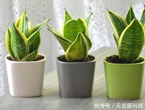 花生仁|养虎皮兰,时常忧虑黄叶、生长迟缓问题,就经常喂点它们吧