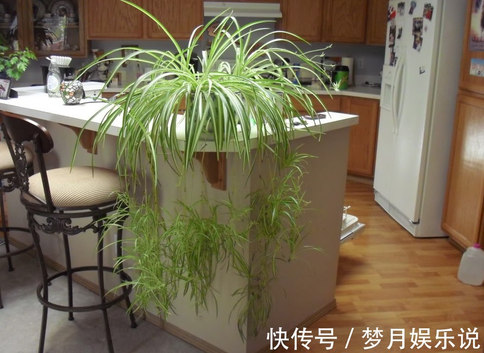 将蛋壳直接倒扣在土壤里养花,光招虫没肥效,做错了吗?