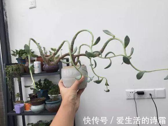 肉友|天一热,别管多肉徒不徒长了,能活下来就不容易!