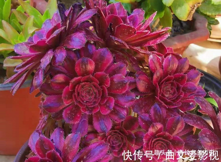 法师|多肉法师的叶片下翻?先判断是否休眠,再检查有没有其它的问题