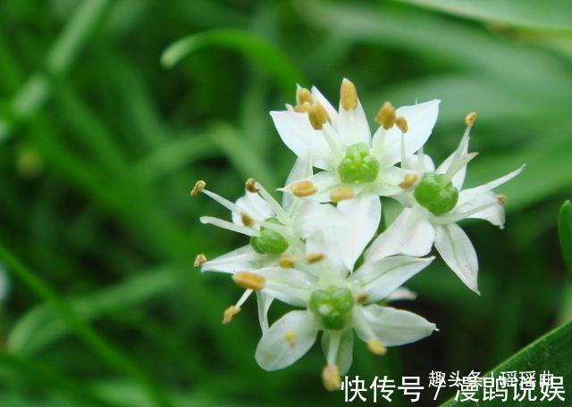 味美|此花气味突出浓郁清香,脆嫩味美鲜香扑鼻,是多作用的奉献之花