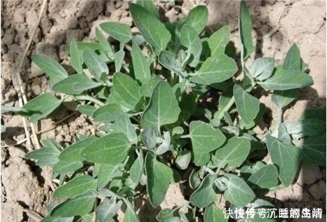 野草|农村不起眼的野草,入药却是宝,补钙补血除口臭,谁用谁健康