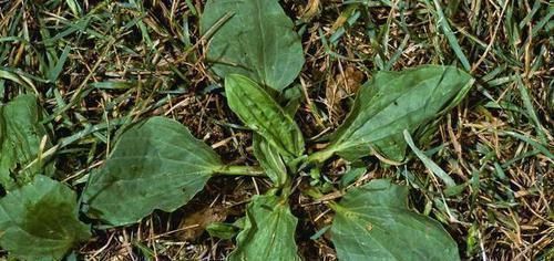血糖|糖尿病的“祸首”发现了,并不是甜食,而是它,劝你别再往嘴里塞
