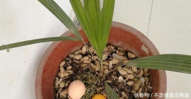 鸡蛋|养花时,把鸡蛋、土豆丢盆里,肥料不用买,就能让花不停爆盆