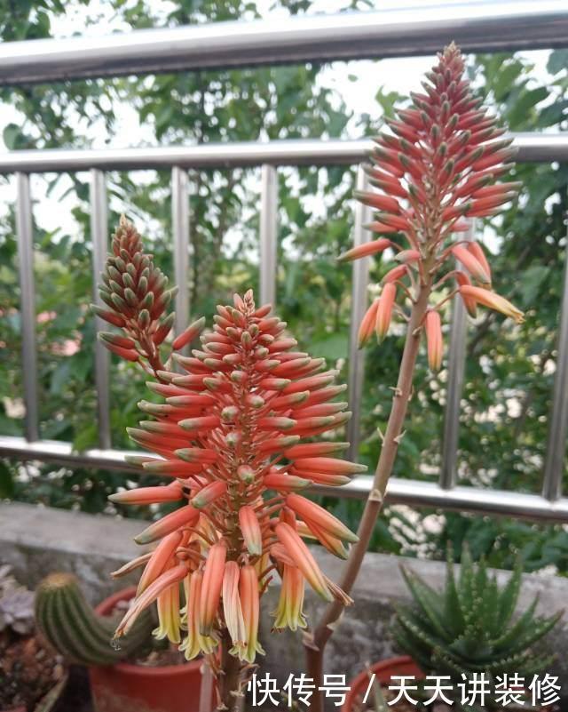 仙客来|家庭常见花卉养护要点,看完你就都会了(下)