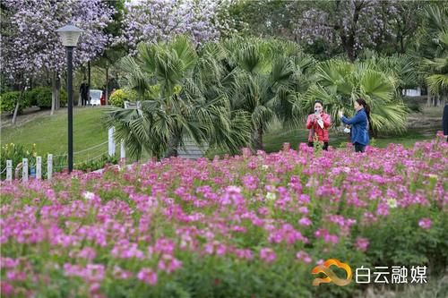 确定不来？有火车经过的公园，宫粉紫荆花开成片，浪漫满屏！