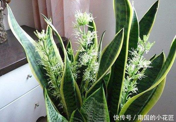 灵性|4种花有灵性，平时难开花，一有好事就开花，养过的人都说好