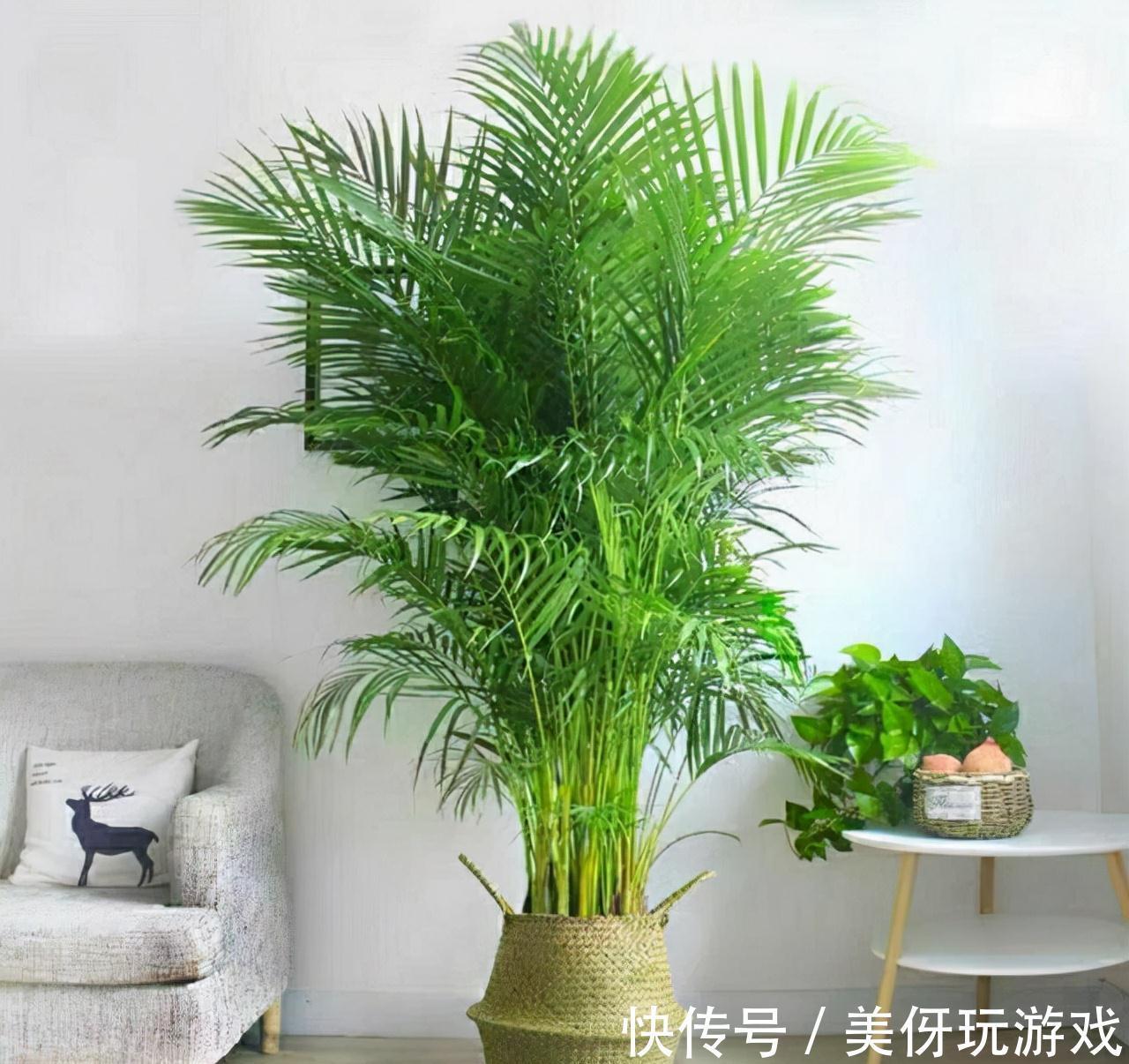 没有院子养不了竹子?错,这几种竹子养在室内,比花好看多了