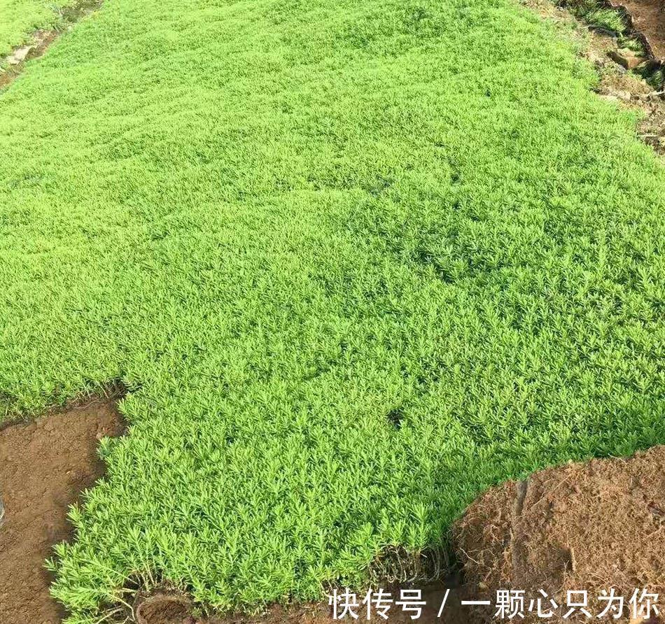 6种多肉不怕冻，越冷越好看，冻成“美肉”，冬天不养真亏