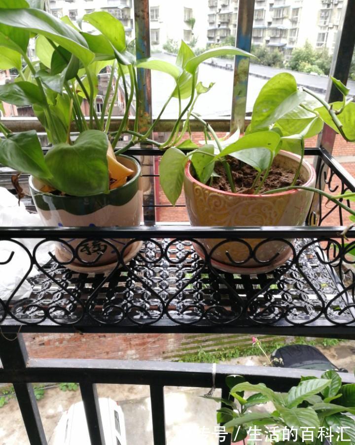 观赏性|养花细节决定成败:搞不定这3点,养一盆黄一盆