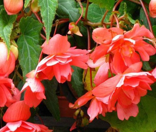 家养|从5月18日开始,家养此款花卉,花开富贵华丽,姿态万千,美