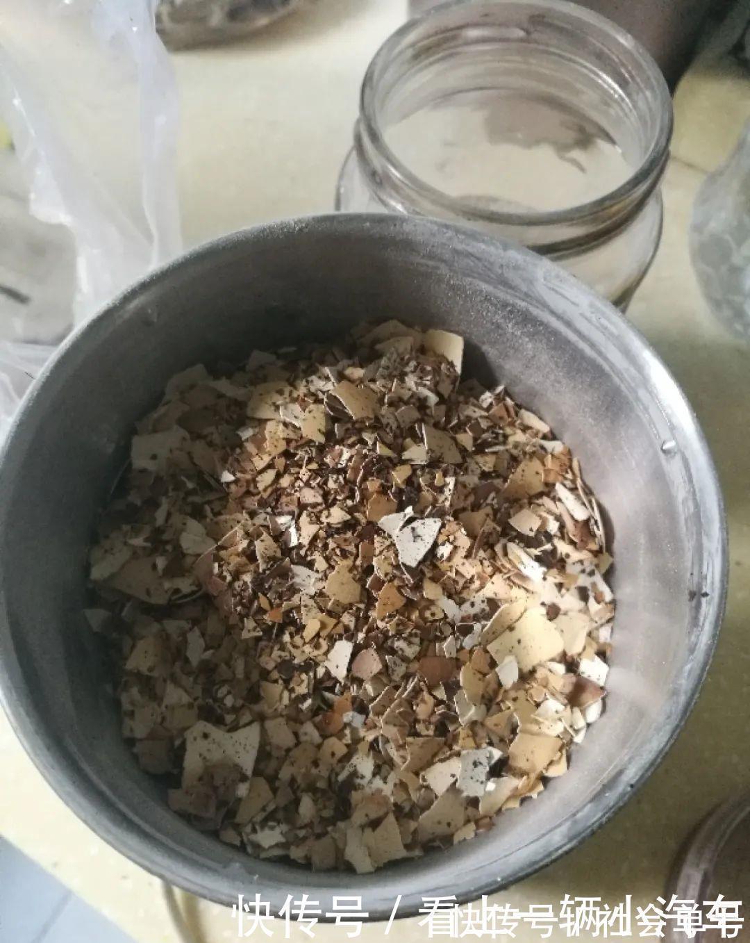 养花|养花技巧：花盆里出现这个，抓紧换盆，不然一浇水就死翘翘