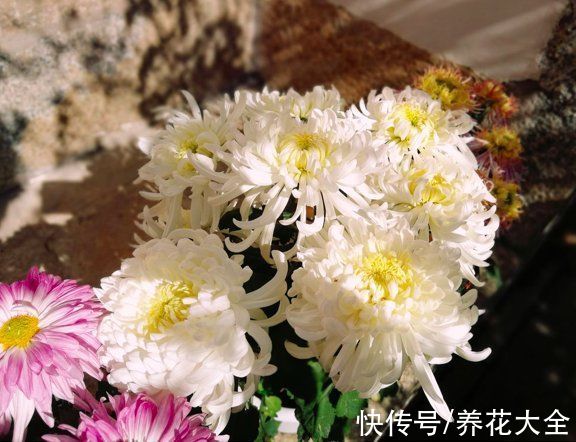 明明是传统名花,婆婆却极力反对养,说是太晦气