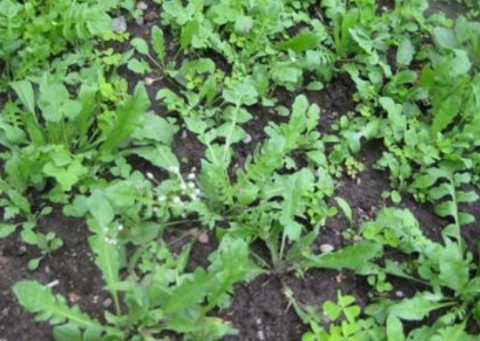 莲藕|4种蔬菜，宁愿不吃也别碰，寄生虫成“堆”，吃过几种