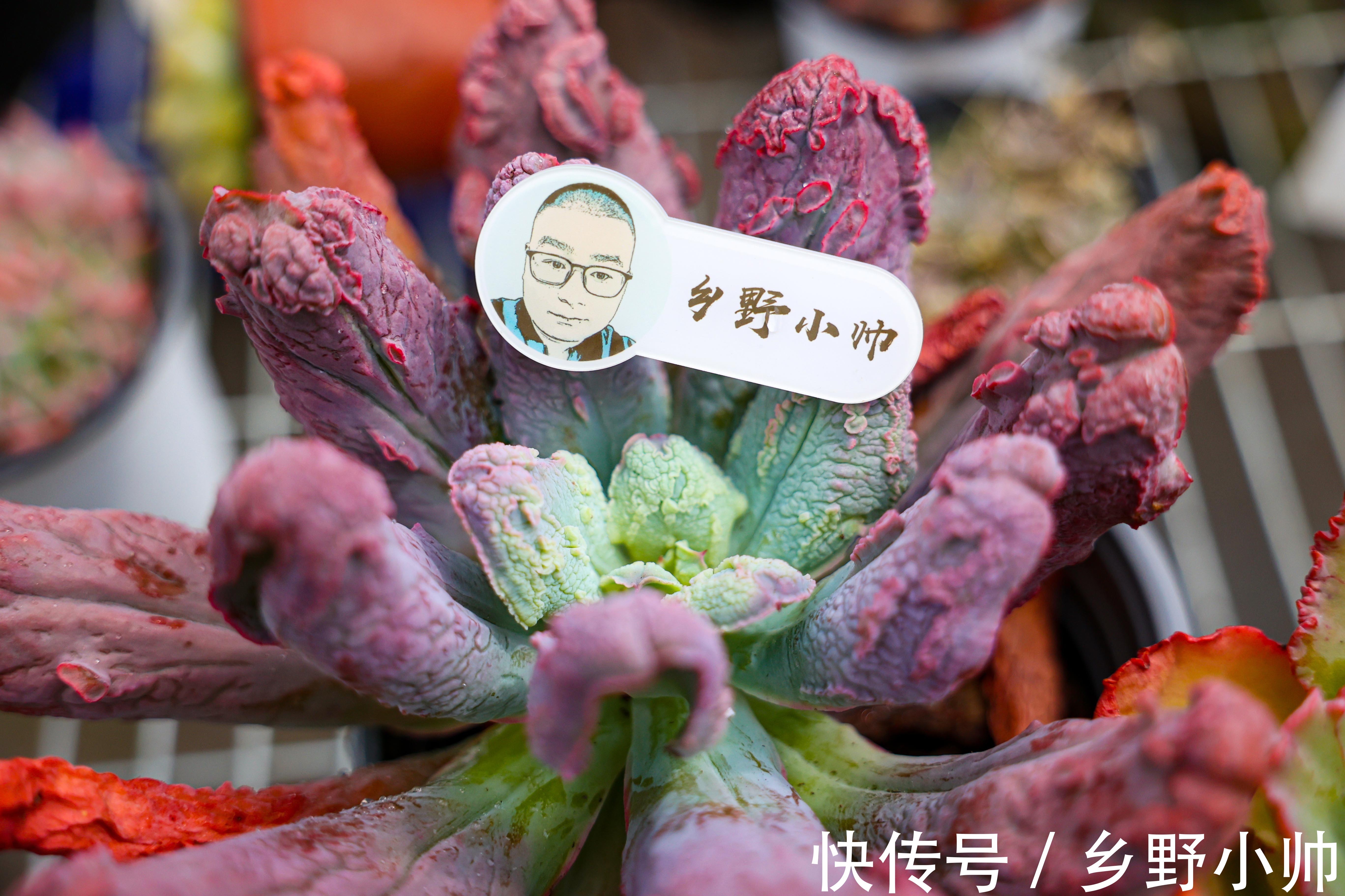 秋天养肉正当时,把握好一个度,做好这些养肉攻略,肉肉才更美