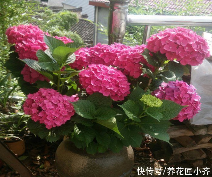 老手|养月季绣球,老手买小苗,新手买老桩,小花匠告诉你真正原因