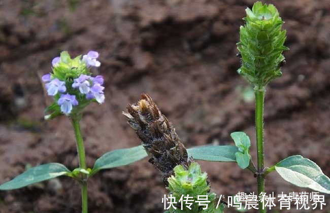 我的眼睛|肝火一烧,百病难熬!一味中药泡水喝,扑灭肝火,百病自消!