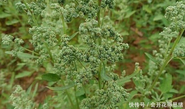 对付|曾是难对付的害草,如今成极品野菜,可品鲜不可贪嘴,你知道吗