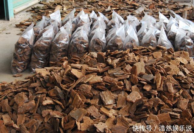 长寿花|入秋后，给君子兰换盆，土壤里加“2种颗粒”，1年不烂根、不黄叶