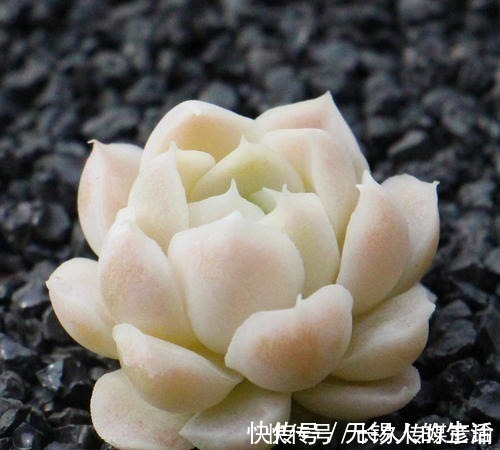 养护|6款白色系多肉,高雅纯净养护简单,仙气十足谁见了都夸美!