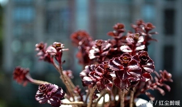 这4种美丽的盆栽花色鲜艳，花形多姿，很少有人知道