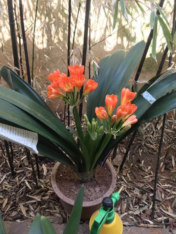 损伤|养花浇水有讲究,3个“手病”使不得,浇一盆死一盆