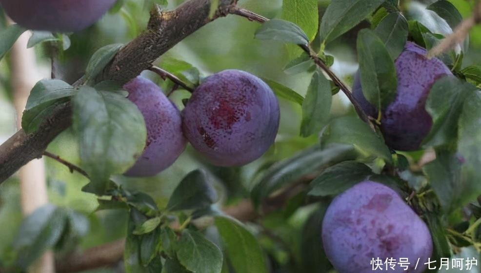 营养成分|养肝就是保命！农村的3种食物，养护肝脏，肝脏舒服，人更显年轻