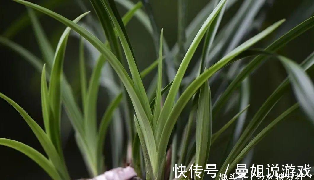 兰花叶尖常有枯黄焦黑，有没有实用的技巧，轻松就解决问题？