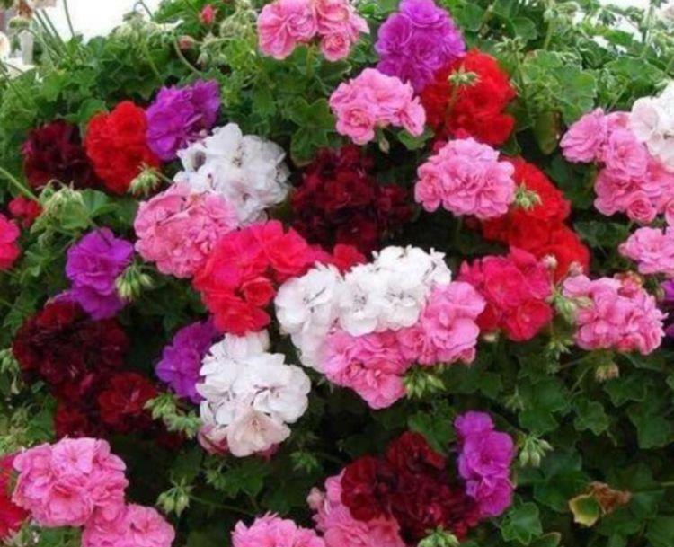 4种花颜值高又好养,随便一养成花海,花开一茬接一茬!