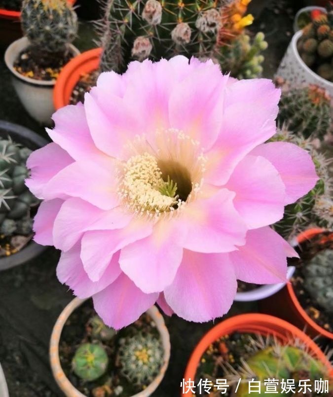 它们是“耐旱花”，盆栽1、2个月浇水1次，轻松花开满树