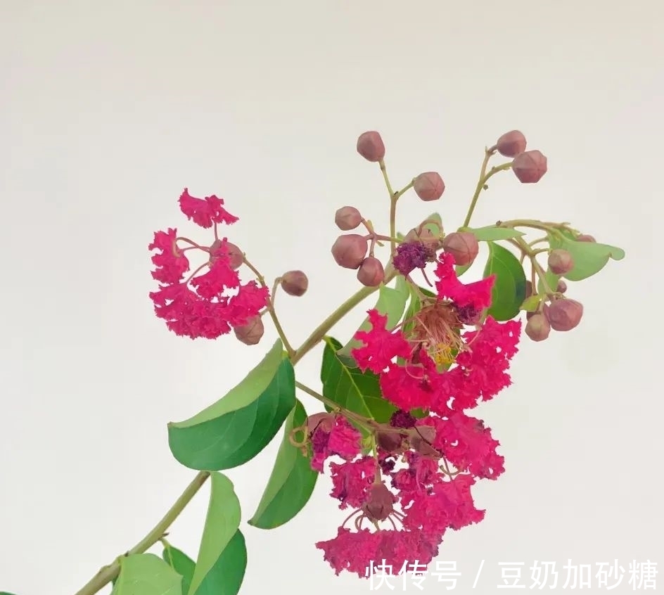 七夕|紫竹院公园科普 - 情绊七夕,爱在紫竹