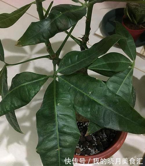 发财树叶子卷曲不好看,4个原因要纠正