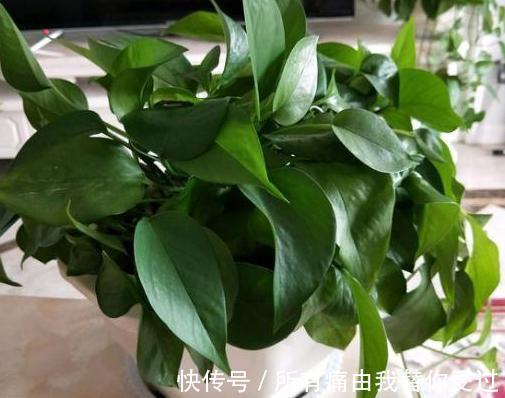 家庭养花摸清采光好与坏的区别,室内盆栽什么植物都没问题