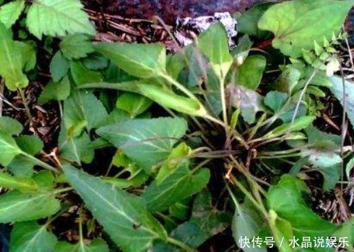 凉血|农村以下常见的野草，能清热解毒，凉血消肿，清肝明目，你认识吗