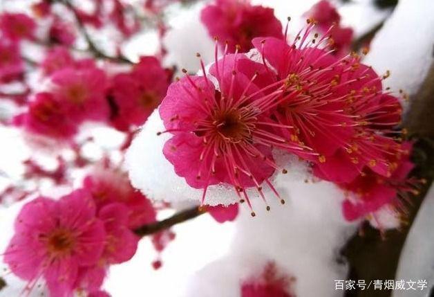 五律$七律 守望(外八首)