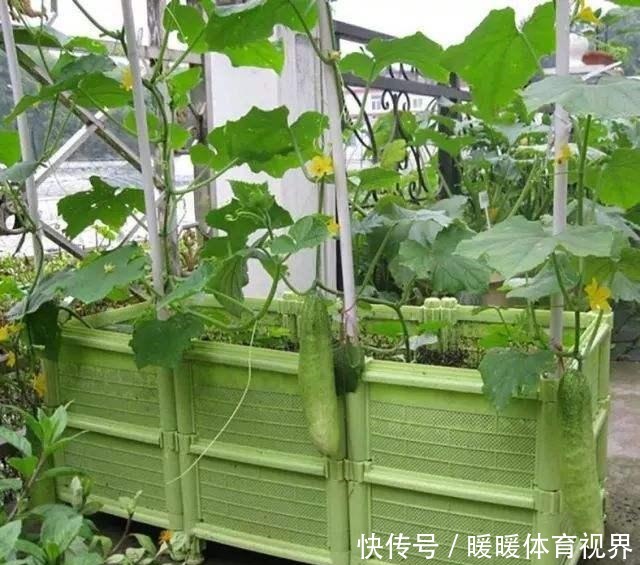 阳台还在晒衣服,拿来种菜可以吃上一整年,可香了!