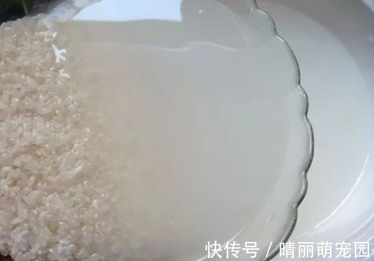 喜欢上养花后,这3样废水就成了“肥水”,谁用谁受益